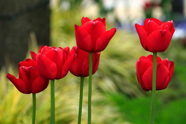 Fontaine filtrante : choisissez le modèle parfait pour vous
